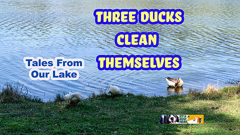 Three Ducks Clean/Preen Themselves, One of Them is Loud Lucas