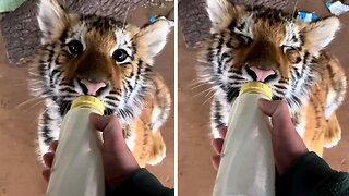 Adorable baby tiger drinks milk from bottle with delight