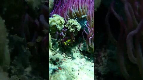 Purple Anemone and Baby Nemo 💜