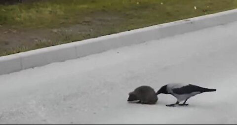 Amazing Crow Helps Hedgehog Cross The Street GO5