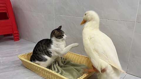 The cat is very angry💢!The duck teased the cat and took over the cat's bed.😂The cat compromised