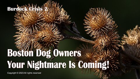 Burdock Crisis 2: Boston Dog Owners, Your Nightmare Is Coming!