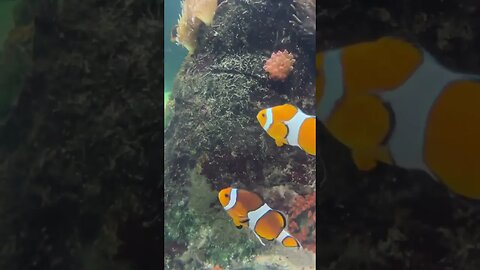 NEMO clown fish La Rochelle Aquarium #france #fish