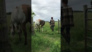 Walking behind your horse