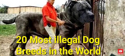 20 Most Illegal Dog Breeds in the World