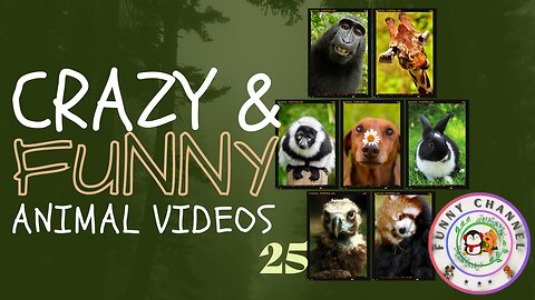 Funny Animals 25 | Funny Channel