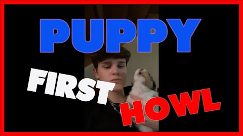 Cute puppy tries first howl