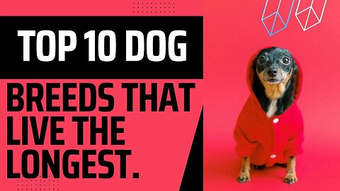 Top Ten Dog Breeds That Live The Longest.