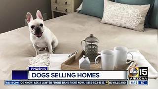 Valley realtor using dogs to help sell homes