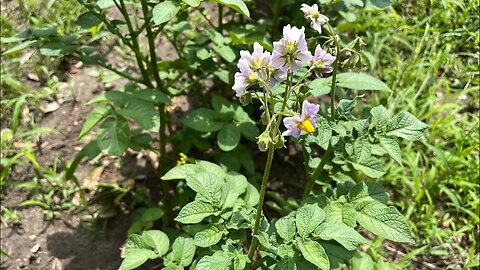 Propagating more potatoes