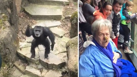 Chimpancé cansado de su cautiverio, lanza excremento a los visitantes al zoo