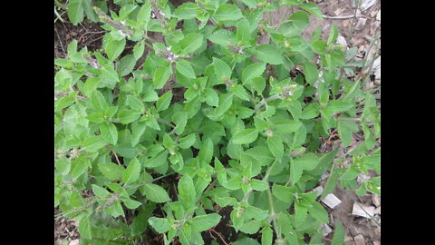 Helps The Body Cope Tulsi Kapoor Holy Basil Sept 2021