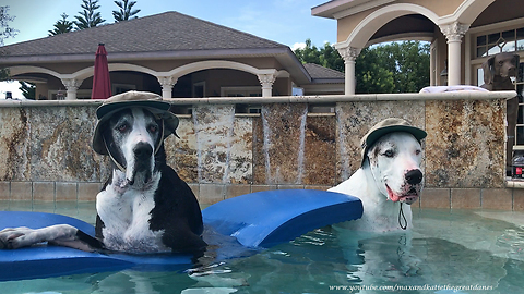 Happy Great Danes model their fishing hats