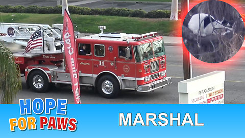 Hope For Paws and the Long Beach Fire Department working together to save Marshal!