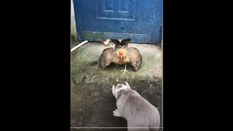 Funny Dog Fight Videos - DOG vs CHICKEN Fight