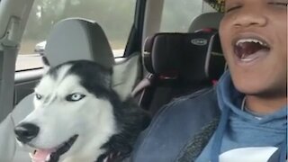 Husky And Owner Hilariously Sing Together In The Car