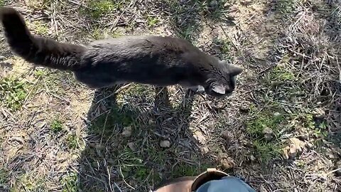 Breakfast With Horses, Cat & Fish - A Brisk Texas Morning