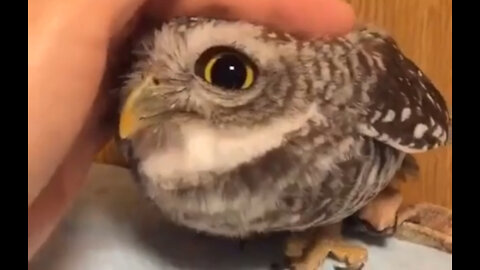 Adorable Owl Loves Petting