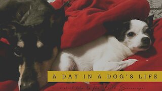 Short Cinematic Film | A Day in a Dog's Life