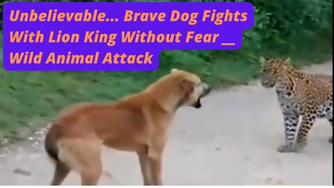 Unbelievable... Brave Dog Fights With Lion King Without Fear __ Wild Animal Attack