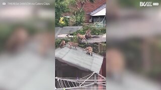 Mãe raposa cria filhotes nos telhados do Reino Unido