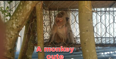 A lovely monkey