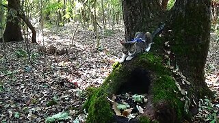 Cat Loves Climbing on Trees