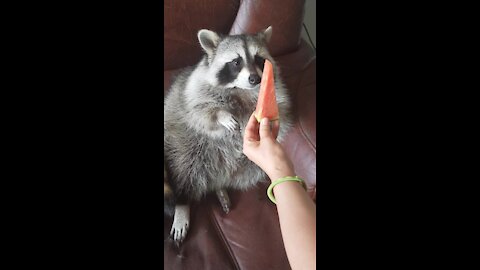 Raccoon grabs watermelon slice with his hands, eats it like a human