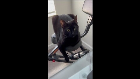 Adopting a Cat from a Shelter Vlog - Precious Piper Sits on the Exercise Bike #shorts
