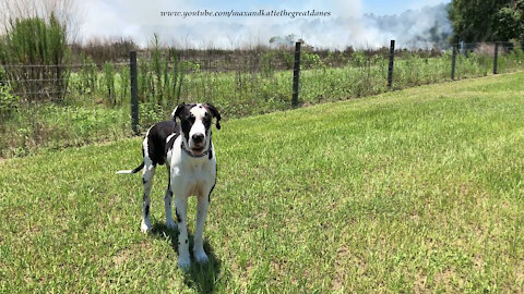 Great Dane Watches A Controlled Fire Burn In Florida
