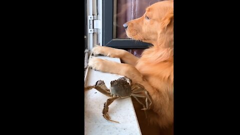 Silly dog, where's my crab