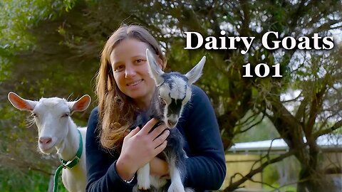 Watch this before getting Dairy Goats: A Beginner's Guide to Maximizing Your Herd's Potential