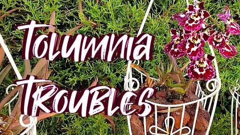 Tolumnias Declining because of Scale Apocalypse 2021 🥲 The Fight for my Tolumnias! #ninjaorchids