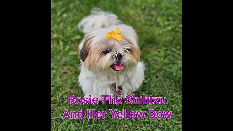 Rosie The Shihtzu And Her Yellow Bow
