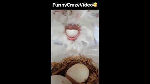 Mr FunnyCrazyVideo😂 Just Incredible Video Funny and Crazy #Like Follow for Follow 🥰