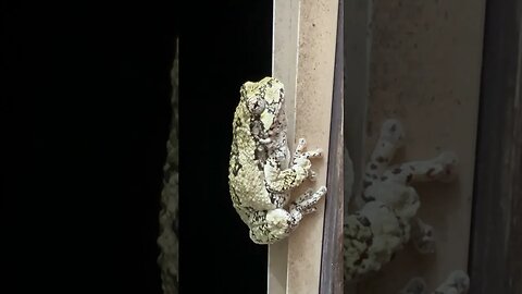 Gray Tree Frog Caught On Camera In Our Kitchen!