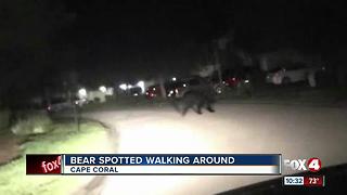 Bear spotted walking around Cape Coral