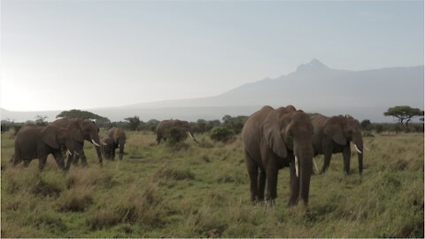 The African forest elephant has been listed as critically endangered and the African savannah elephant as endangered on the International Union for Conservation of Nature’s (IUCN) Red List of Threatened Species.