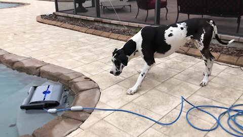 Great Dane isn't too sure about robotic pool vacuum