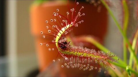 Drosera Capensis (Cape Sundew) Eating A Fruit Fly