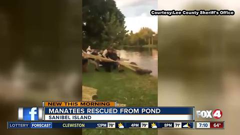 Manatees rescued from pond in Sanibel Island