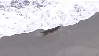 Crocodile interrupts beach day in South Florida