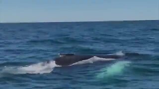 WATCH: Police rescue whale trapped in fishing wire near Ocean City