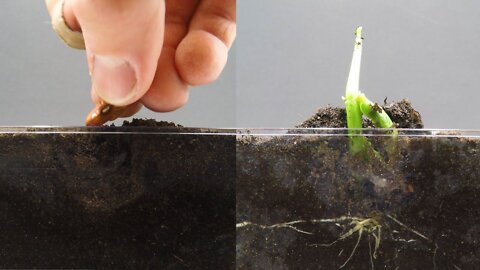 Growing Kidney Bean Time Lapse