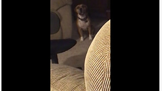 Check Out This Talented Dog Singing Along To A Piano