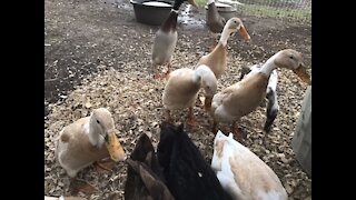 Preening duck flock, getting ready for bed