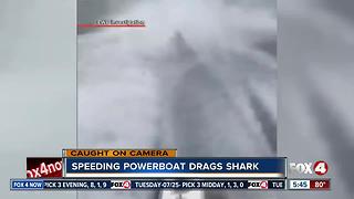 Wildlife officials investigate video of boat dragging shark