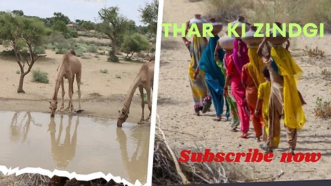 life in thar desert pakistan | thar visiting places | greening of the desert