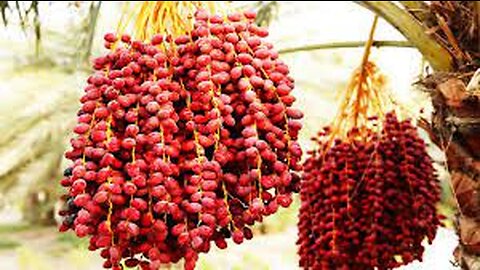 Awesome Dates Palm Cultivation in desert - Dates Palm Farm and Harvest - Dates Processing Factory
