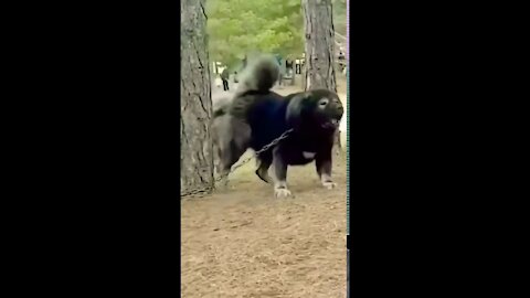 Tibetan Mastiff- the real beast of animal kingdom